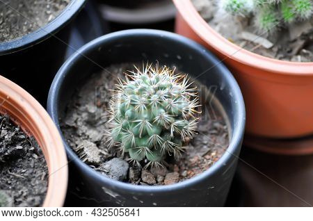 Cactus , Cactus Plant In The Flower Pot