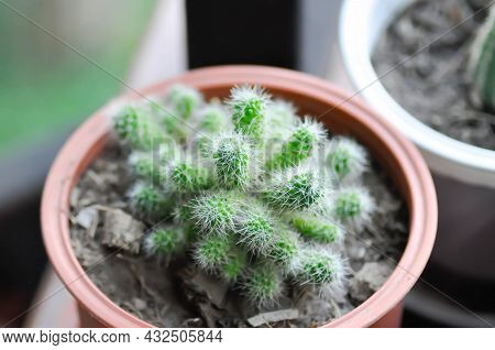 Cactus , Cactus Plant In The Flower Pot