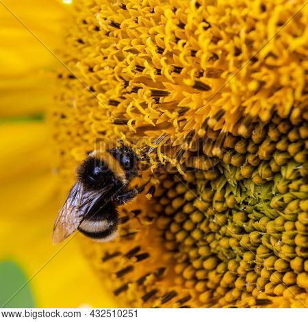 Black And Yellow Striped Bee, Honey Bee, Pollinating Sunflowers Close Up Low Level View Of Single Su