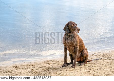 Detailed German Short Haired Pointer, Gsp Dog Sits On The Beach Of A Lake During A Summer Day. He St