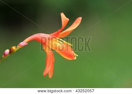 Montbretia