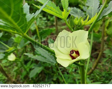 Close-up Image Of The Beautiful Okra Or Okro Flower In The Agricultural Land, Also Known As Ladies F