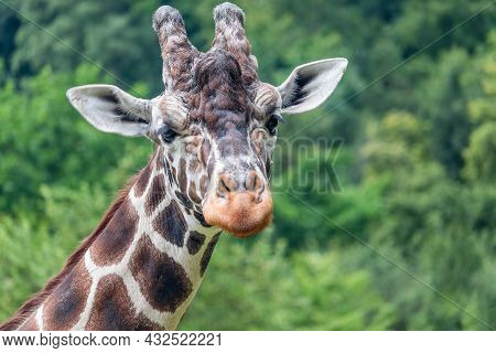 Portrait Of A Giraffe, Giraffe Head, Front View, Green Bushes And Trees In The Background