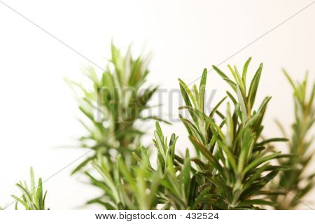 Rosemary