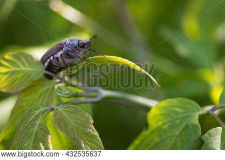 Melolontha. Cockchafer Melolontha Scarabaeidae, Crawling On Green Leaves In Natural Environment. A L