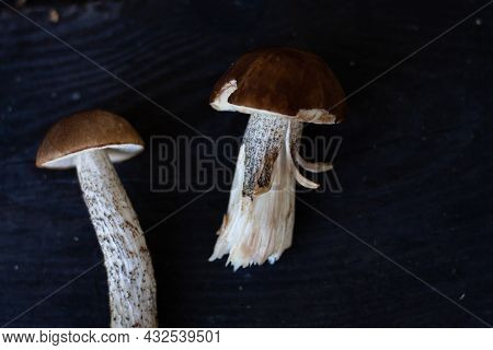 Photo Edible Forest Mushrooms On A Dark Background