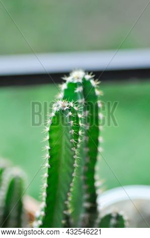 Cactus , Fairytale Castle Or Cereus Peruvianus In The Flower Pot