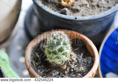 Cactus , Cactus Plant In The Flower Pot