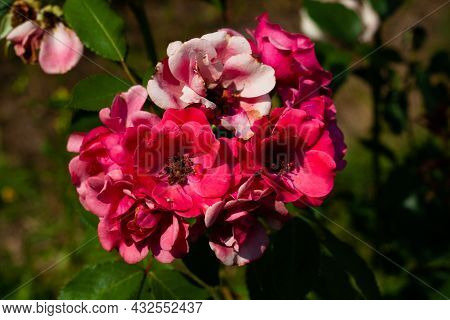 A Branch Of A Garden Pink Terry Rose On A Green Background