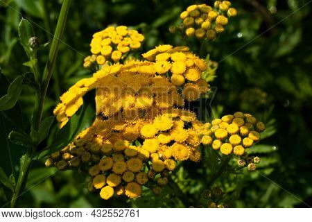 Medicinal Plant Tansy Yellow On A Green Background