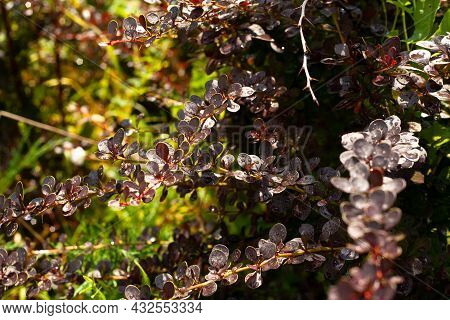 Prickly Bush Of Maroon Barberry On A Background Of Greenery