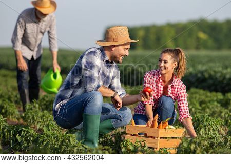 Young Man And Woman Picking Vegetabes Putting Them In Wooden Crate Smiling. Old Man In Background Wa