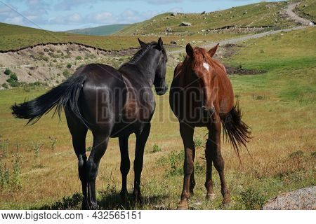 Two Horses In A Meadow Black And Brown In The Mountains