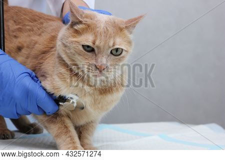 In A Veterinary Clinic. A Veterinarian Listening To A Red Cat With A Stethoscope. At The Vet's.