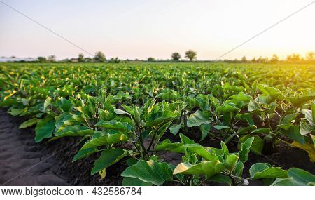 Eggplant Plantation Field. Agroindustry. Farming Landscape. Growing Vegetables. Agronomy. Agricultur