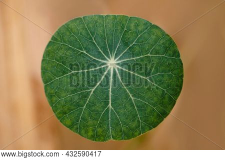 Stephania erecta leaf in macro shot