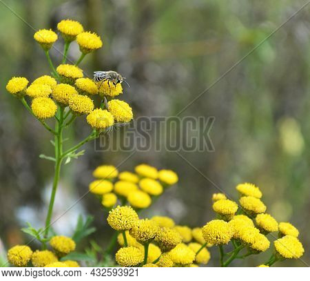 Lonas Perennial Yellow Wild Flowers In Meadow, Close-up