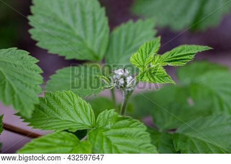 Raspberry Bush On Natural Background. Young Leaves On Branch Of Raspberry Bush In Cloudy Weather In 