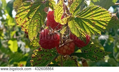 Organic Raspberries On Bush, Copy Space. Cultivation, Food. Raspberry Plantation. Growing Berries Cl
