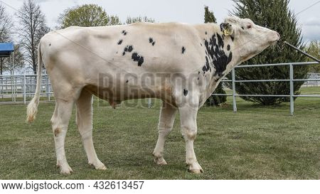 Bull-producer In The Show Rack. Images For The Agricultural Catalog. Production Of Sperm For Insemin