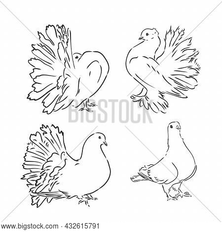 Pigeons. Design Set. Hand Drawn Engraving. Editable Vector Vintage Illustration. Isolated On Light B