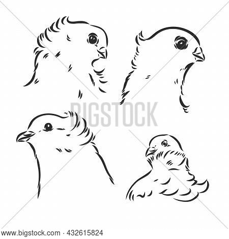 Pigeons. Design Set. Hand Drawn Engraving. Editable Vector Vintage Illustration. Isolated On Light B