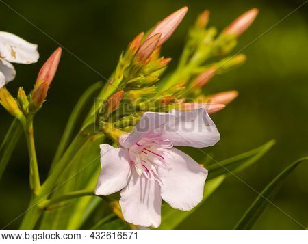Blooming Flower Of Leander In A Summer Garden