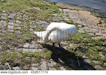 Fully Grown Big White Swan At The Mosel