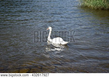 Fully Grown Big White Swan In The Mosel