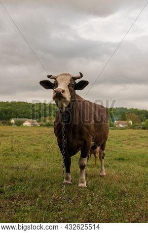 Photography On Theme Beautiful Big Milk Cow Grazes