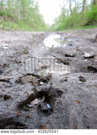 Photography To Theme Big Footprint Animal Cow Close Up
