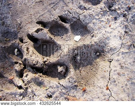 Photography To Theme Big Footprint Animal Dog Close Up