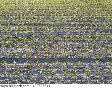 Sustainable Agriculture Field Planted With Corn In The Morning
