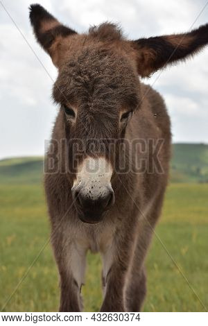 Very Cute Brown Baby Burro Standing In A Grass Meadow In The West.