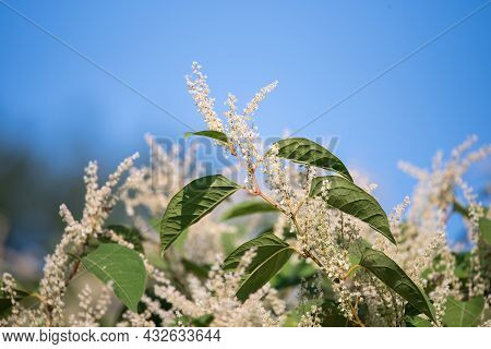White Flowers Against The Blue Sky. Flowering Plants Of Prunus Lusitanica.