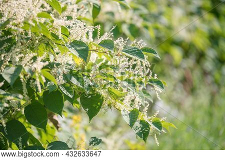 Flowering Plants Of Prunus Lusitanica. Large Bushes Covered With White Flowers.