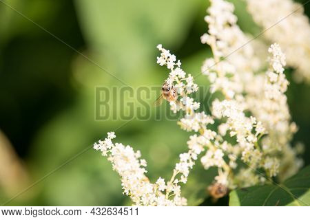 White Flowers  Of Prunus Lusitanica. A Bee Collects Nectar From Flowers.