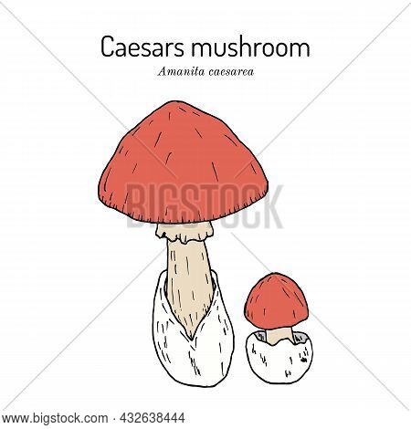 Caesars Mushroom Amanita Caesarea , Edible Mushroom. Hand Drawn Botanical Vector Illustration
