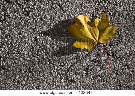 Folha de bordo amarelo