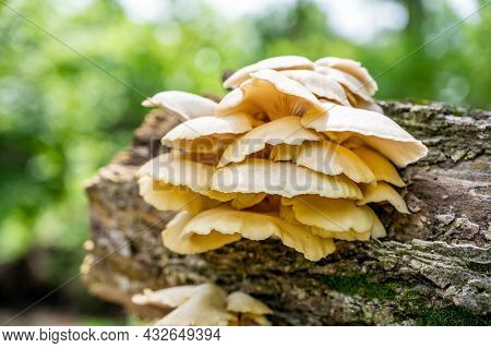 White Oyster Mushrooms Growing On A Decaying Log In A Forest