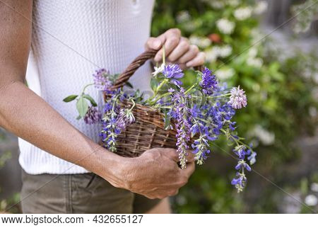 Wild Flower In Basket For Naturopathy And Botany