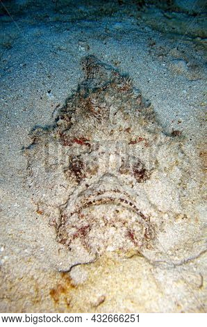 Stonefish (synanceia Verrucosa) On The Ground In The Filipino Sea January 13, 2012