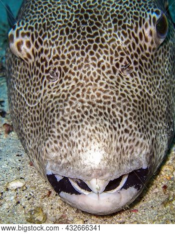 Stellate Puffer Fish (arothron Stellatus) Swims In The Filipino Sea December 25, 2011