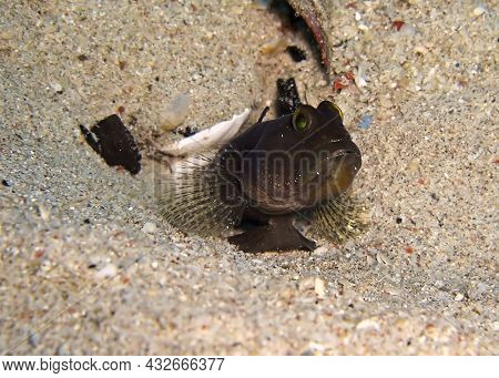 Goby Fish (amblygobius) Swims In The Filipino Sea January 13, 2012