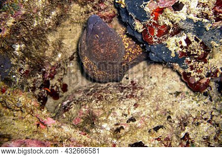 Yellow Edged Moray Eel (gymnothorax Flavimarginatus) Is Protruding From Behind A Rock In The Filipin