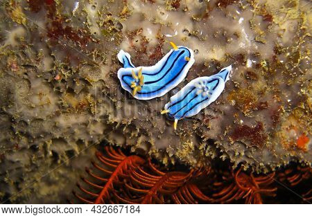 Nudibranch Or Sea Slug (chromodoris Lochi) On The Bottom In The Filipino Sea November 20, 2010