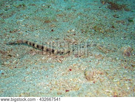 Pipefish (doryrhamphus) Swims In The Filipino Sea January 19, 2012