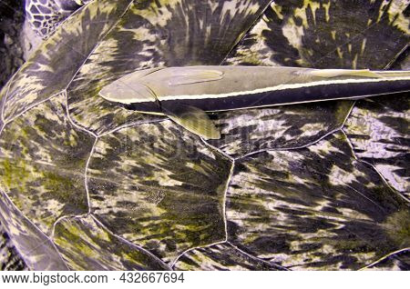 Slender Suckerfish (echeneis Naucrates) On The Shield Of A Sea Turtle In The Filipino Sea December 1
