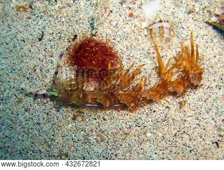 Nudibranch Or Seaslug On The Ground In The Filipino Sea 13.1.2012