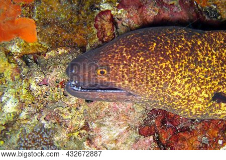 Yellow Edged Moray Eel (gymnothorax Flavimarginatus) On The Ground In The Filipino Sea 28.11.2011